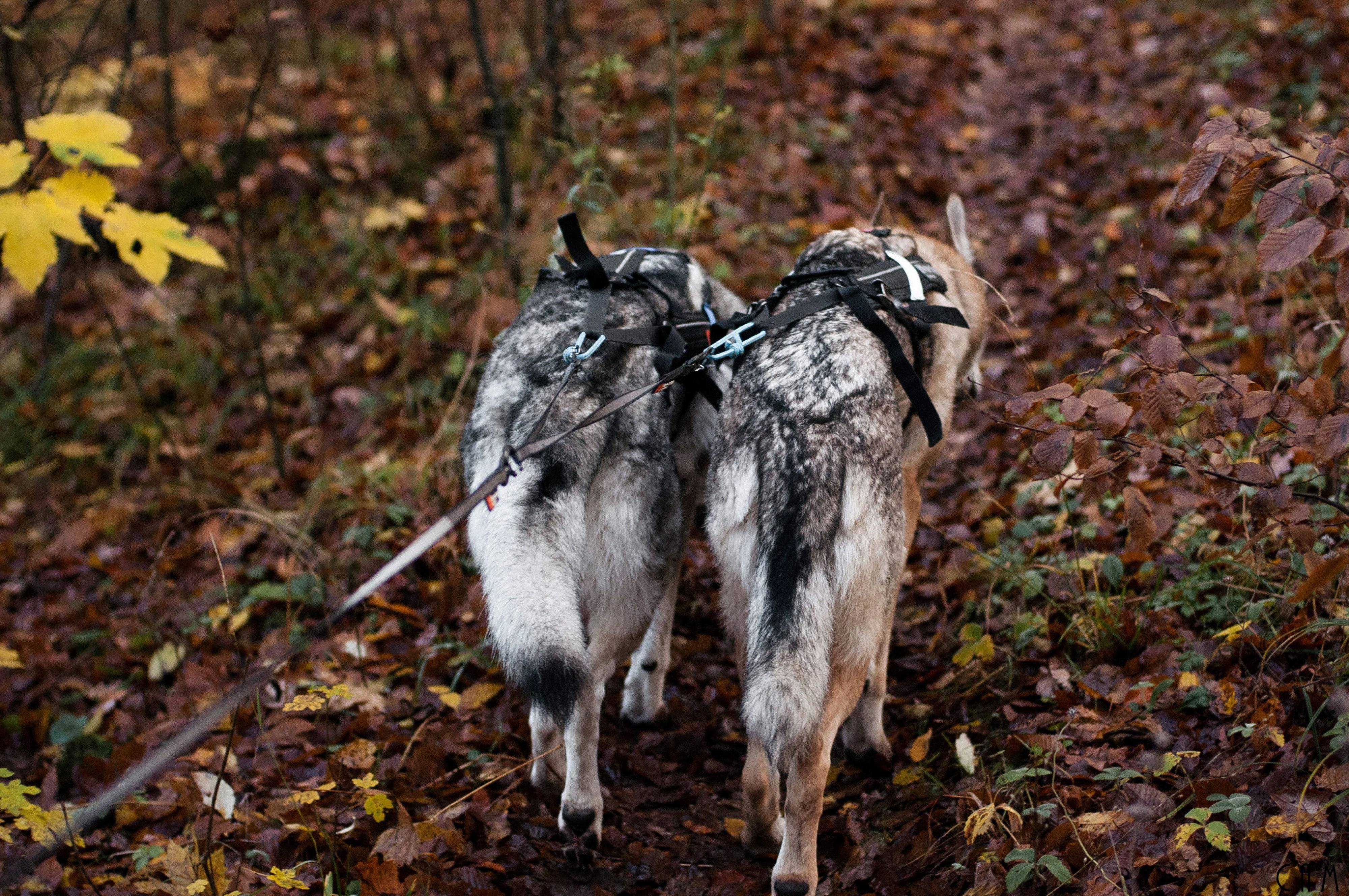 Non-Stop Dog Wear: Leash Splitter, Touring Double