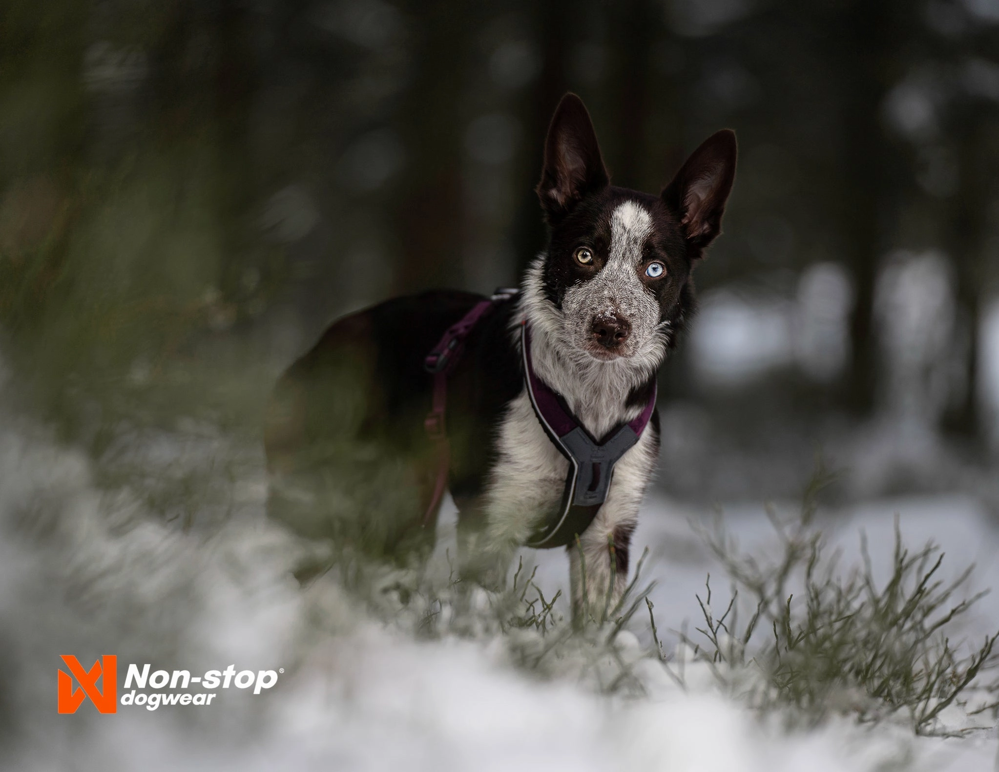 Non-Stop Dog Wear: Line Harness 5.0