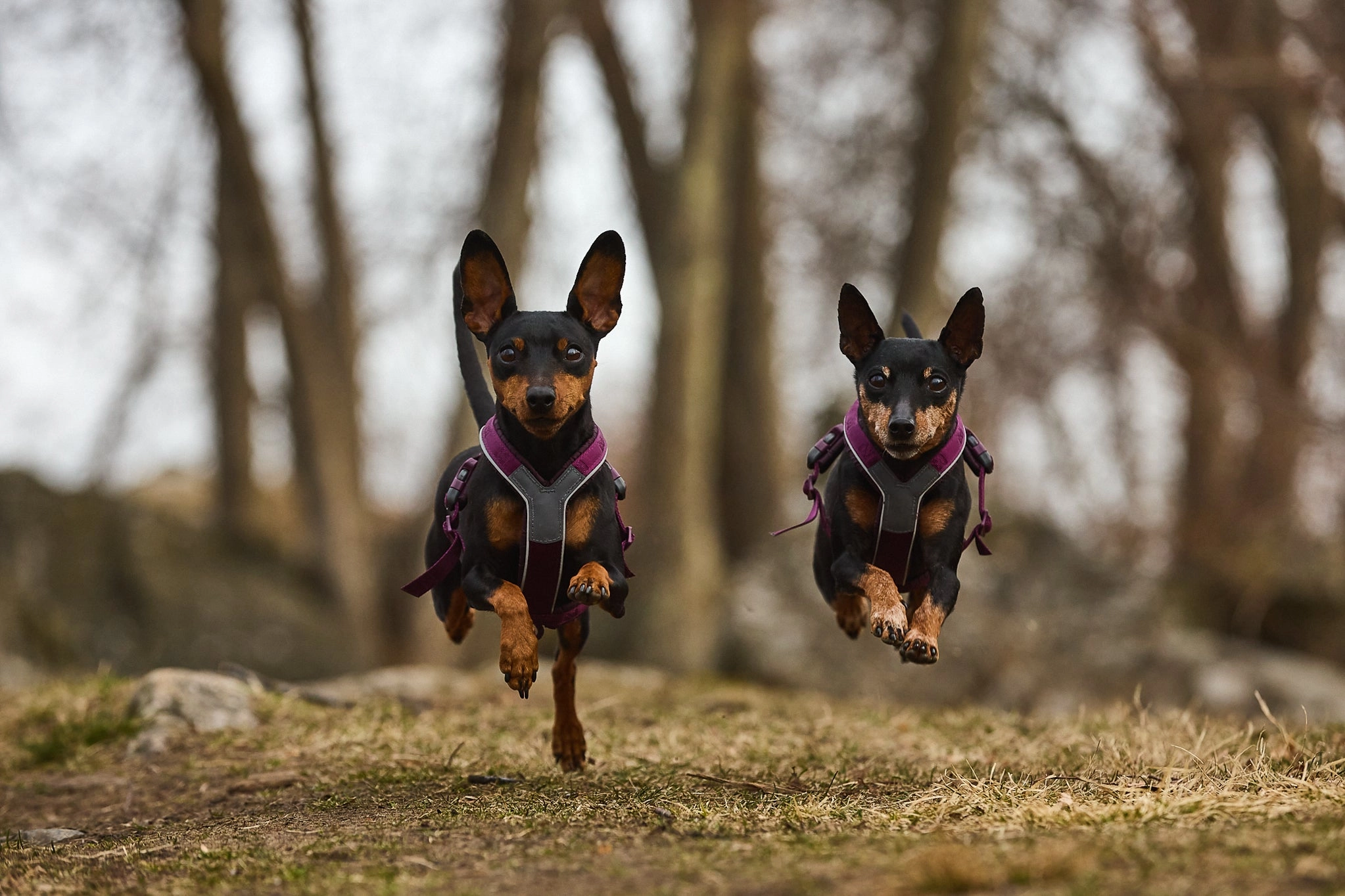 Non-Stop Dog Wear: Line Harness 5.0