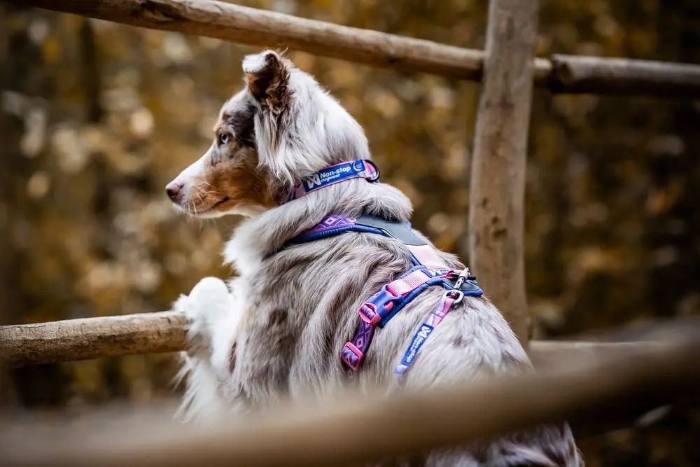 Non-Stop Dog Wear: Rachel Pohl Signature Series Trail Quest Dog Collar Purple/Pink