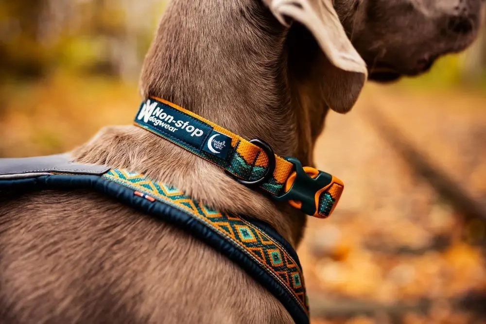 Non-Stop Dog Wear: Rachel Pohl Signature Series Trail Quest Dog Collar Teal/Oak