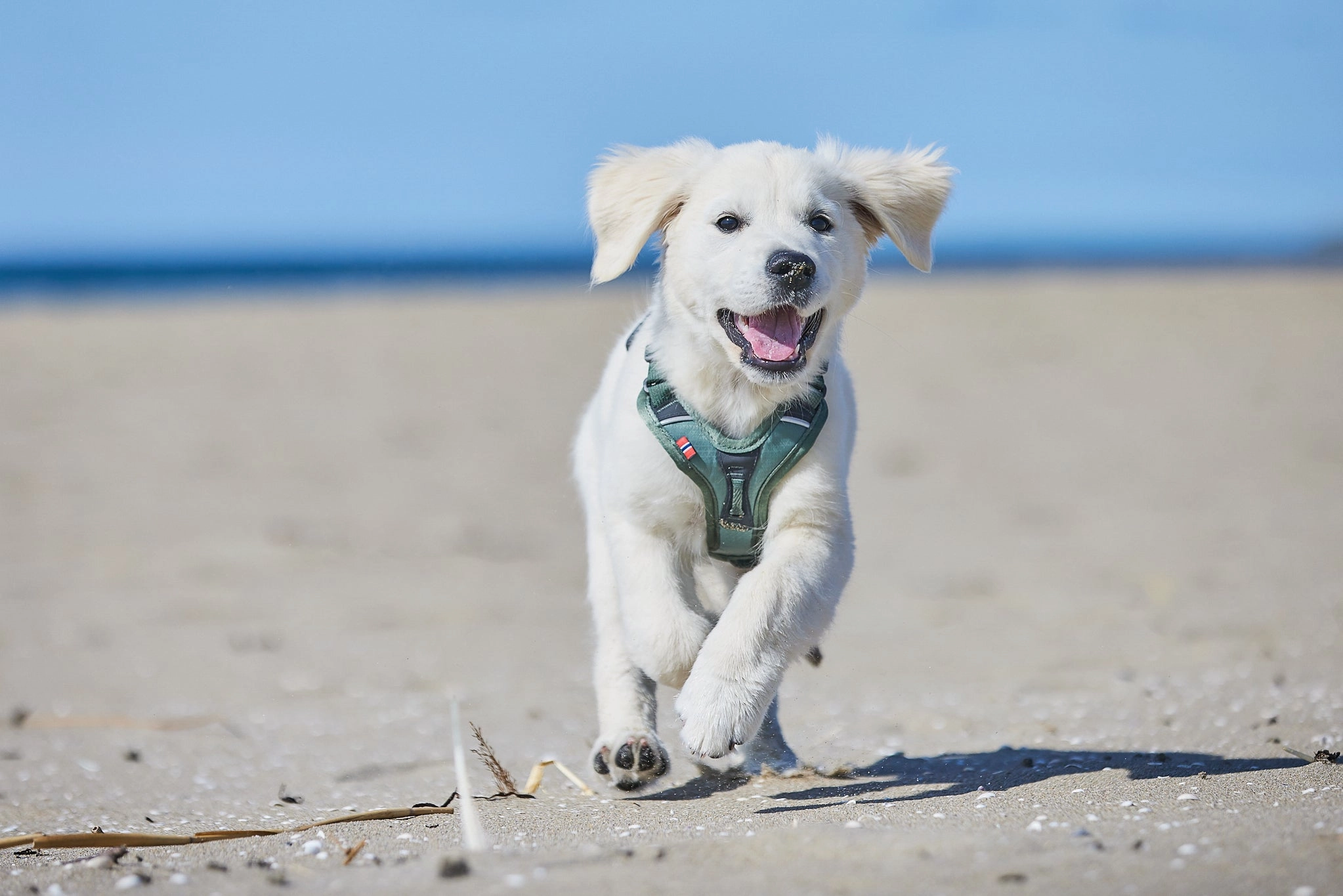 Non-Stop Dog Wear: Ramble Harness