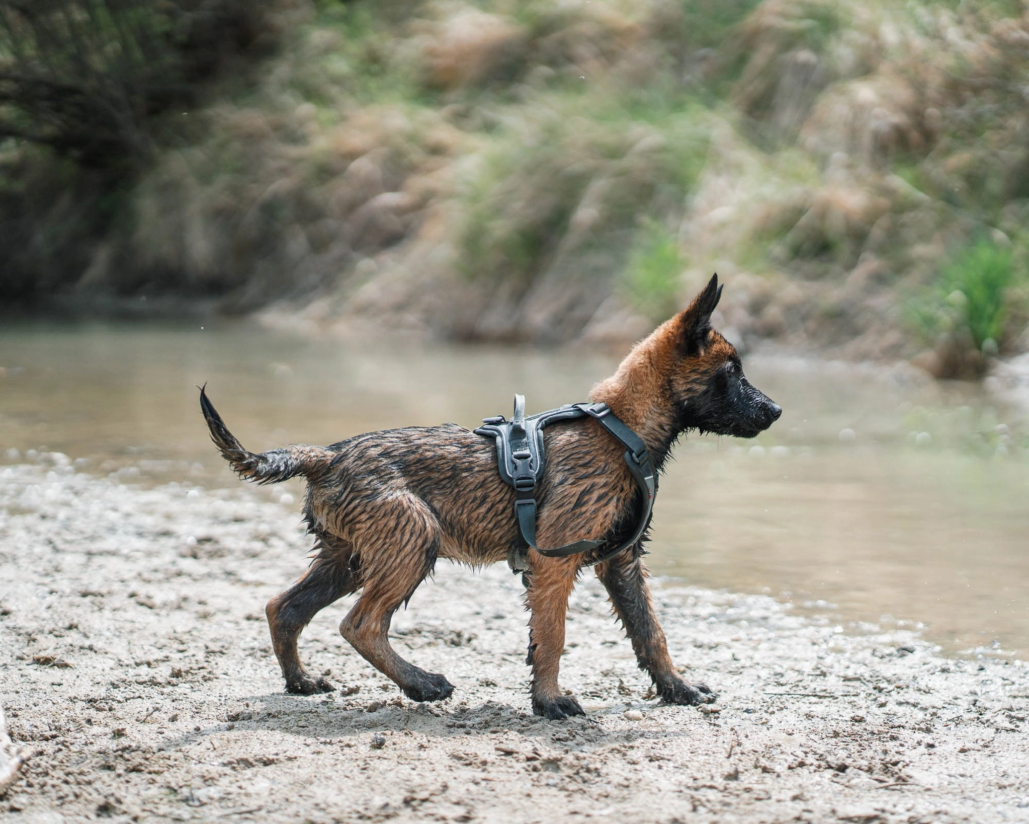 Non-Stop Dog Wear: Ramble Harness