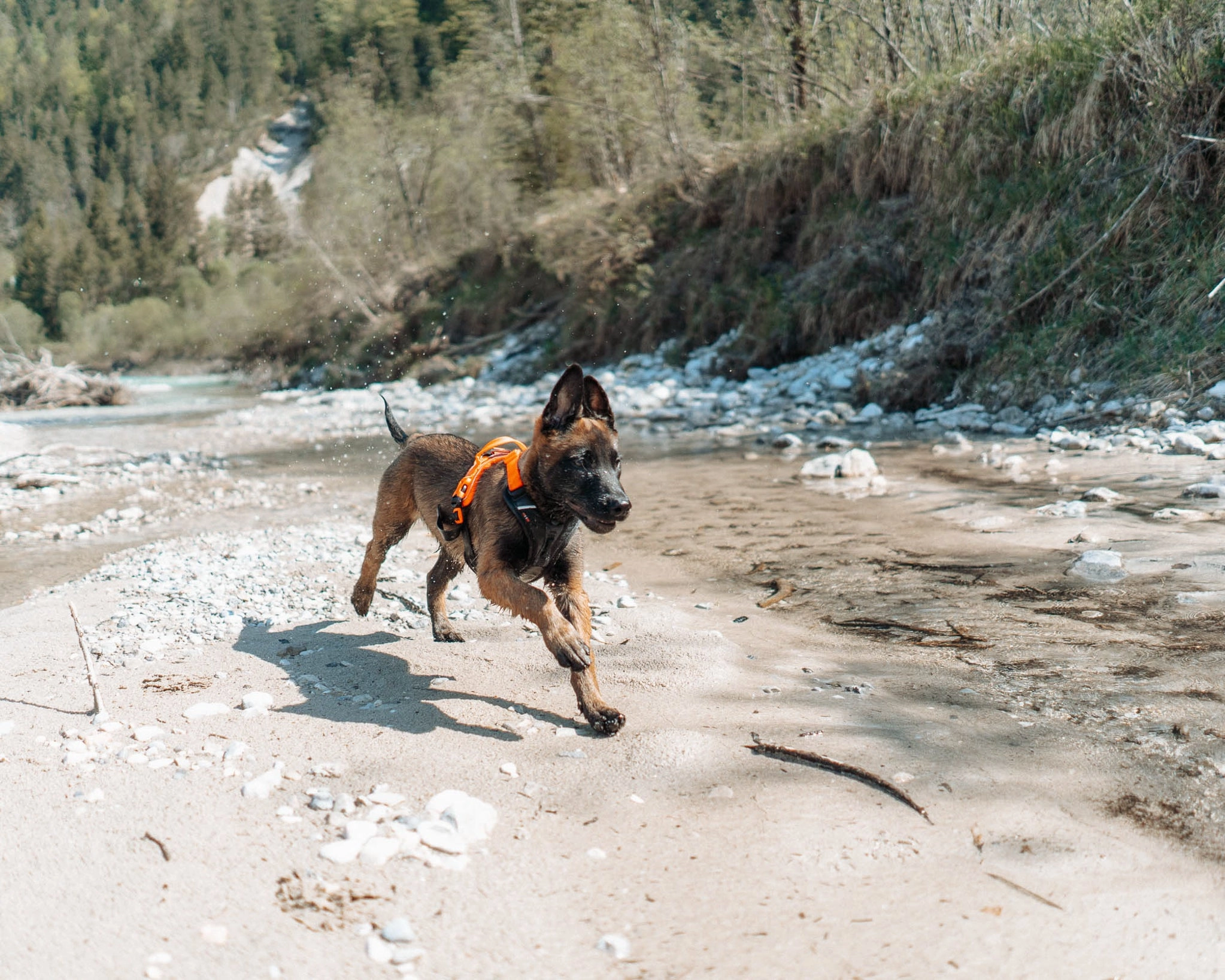 Non-Stop Dog Wear: Ramble Harness