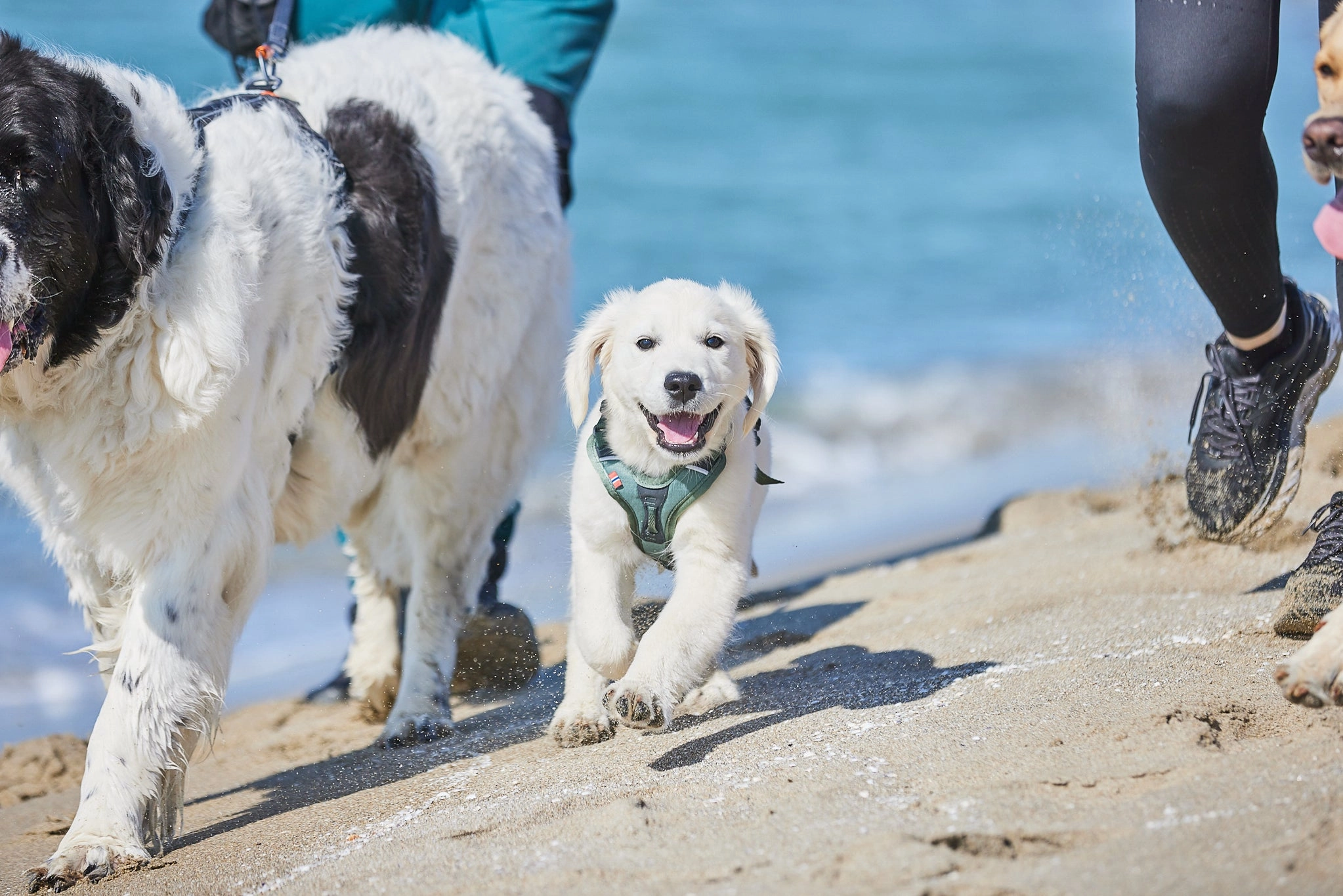 Non-Stop Dog Wear: Ramble Harness