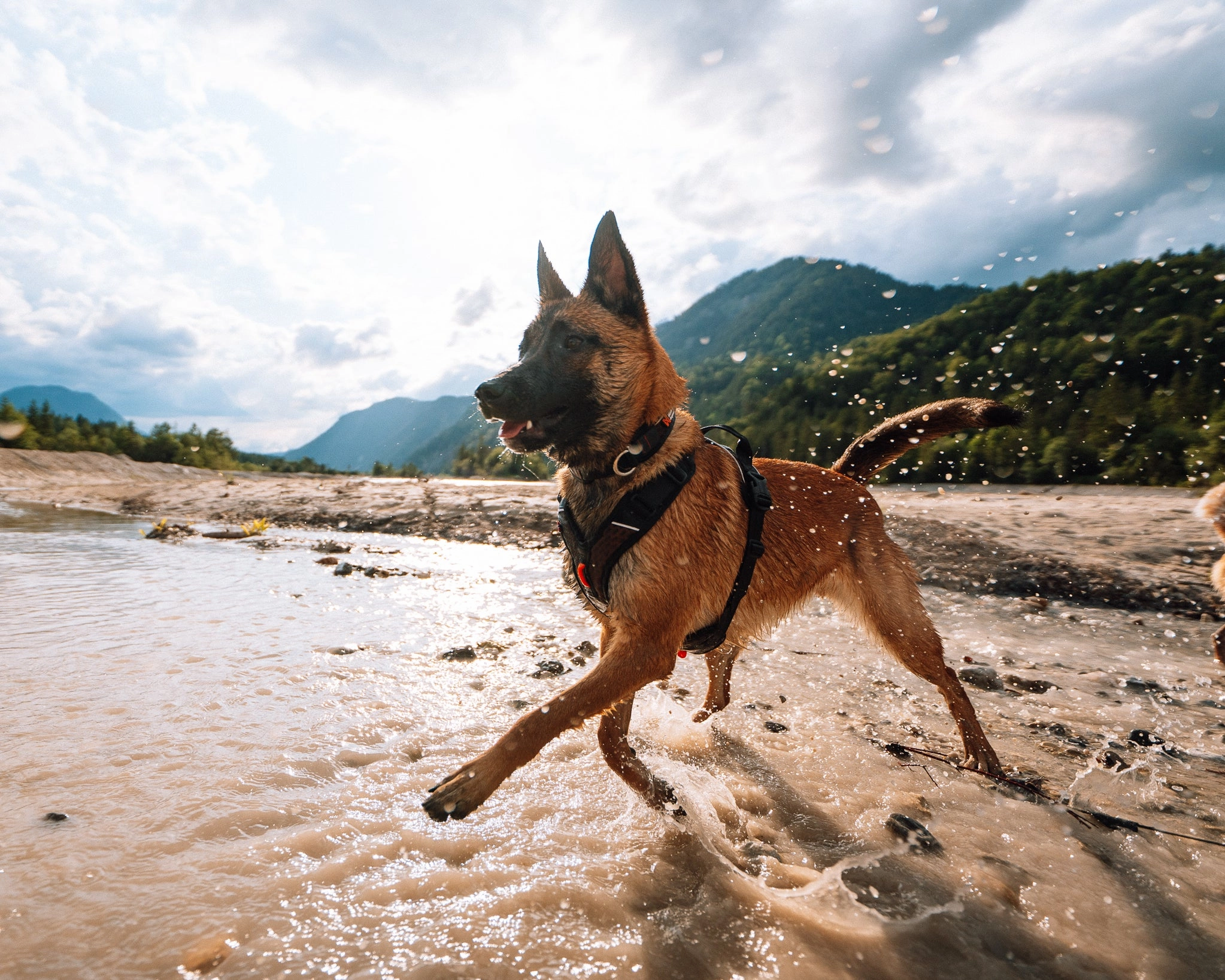 Non-Stop Dog Wear: Rock Harness
