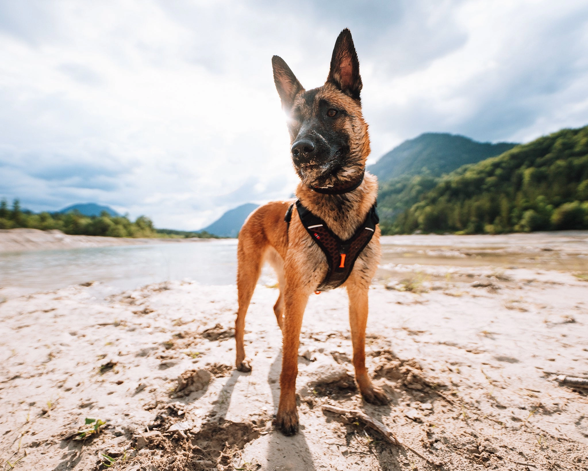 Non-Stop Dog Wear: Rock Harness