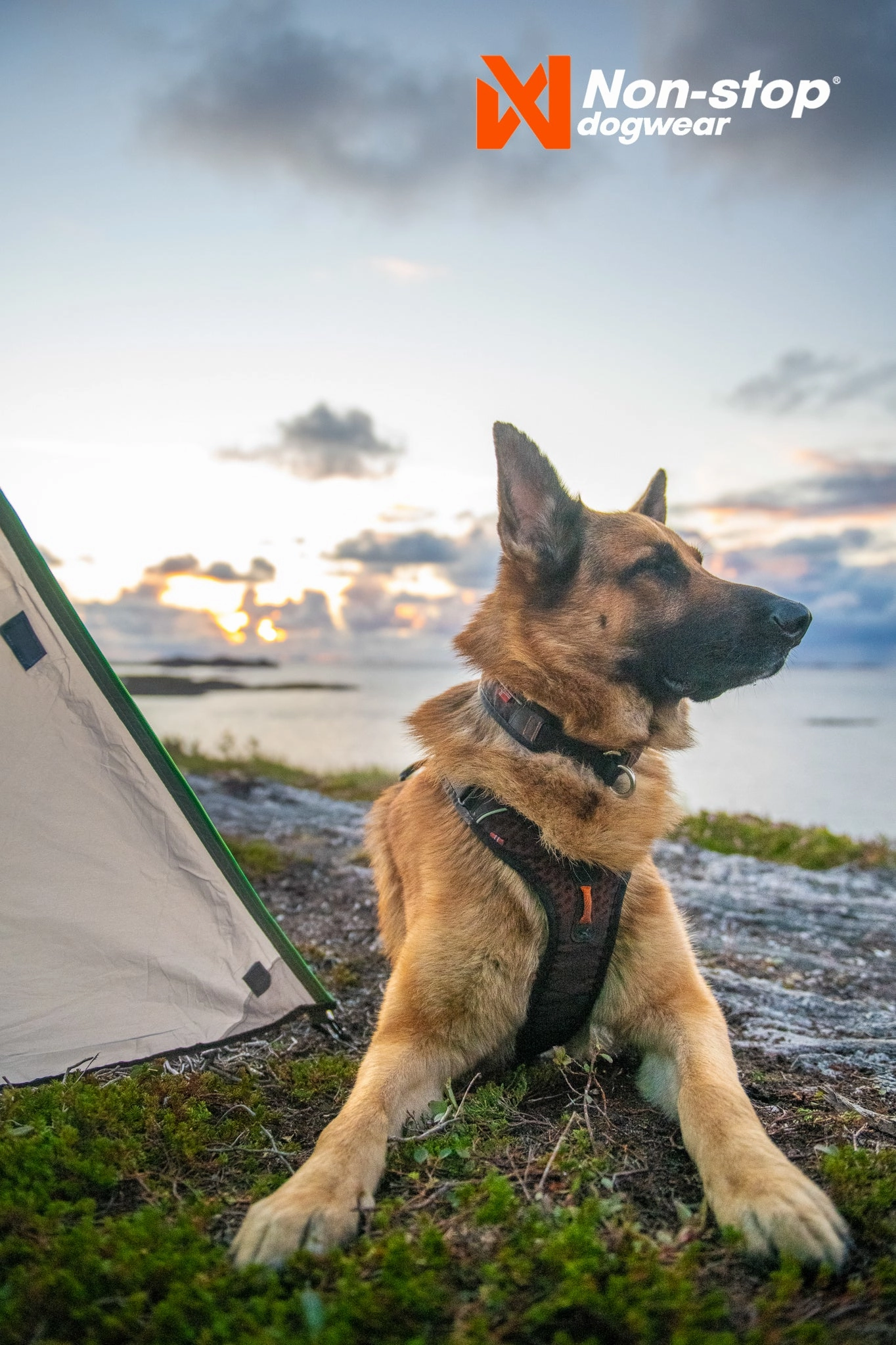 Non-Stop Dog Wear: Rock Harness
