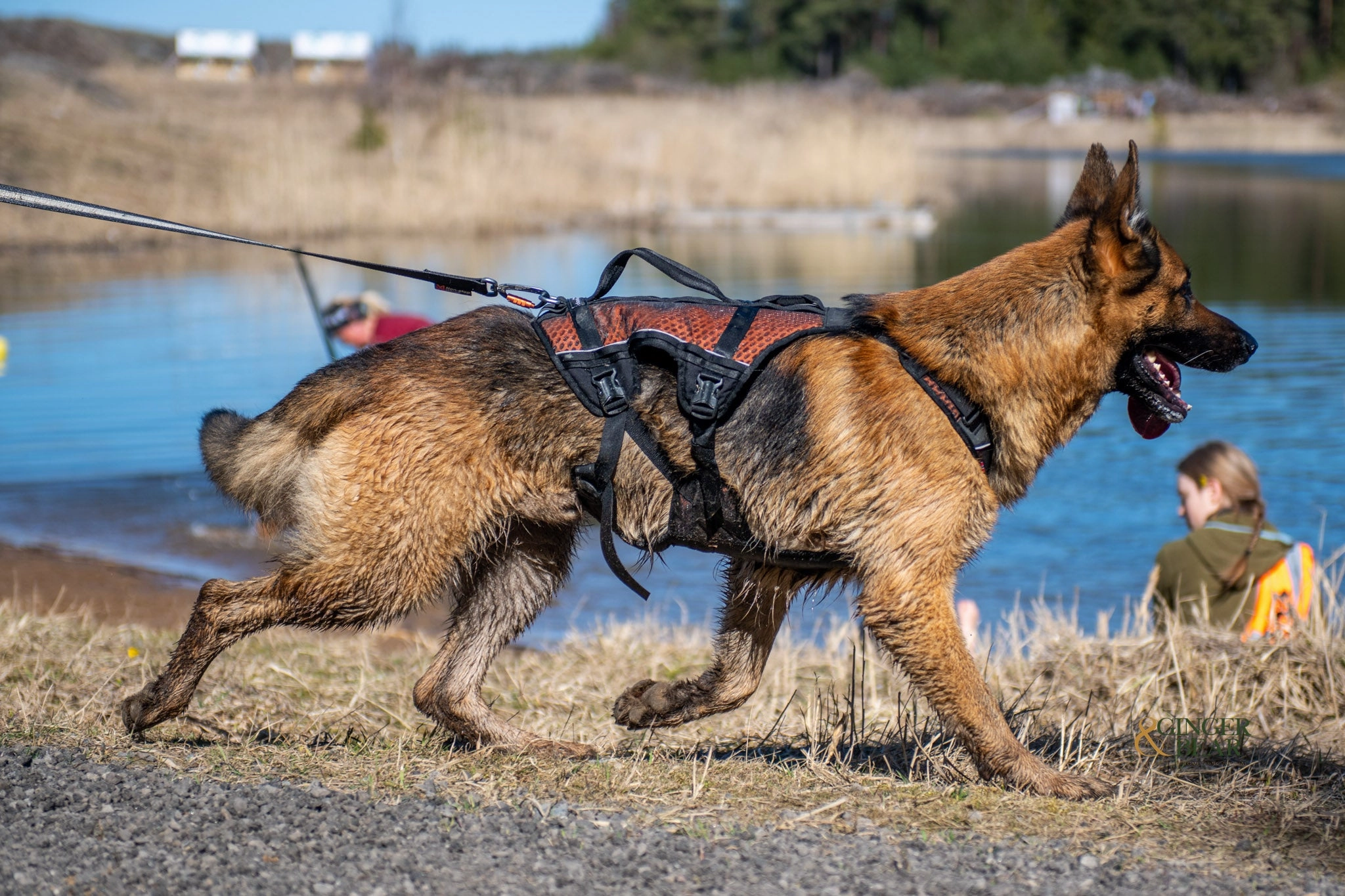 Non-Stop Dog Wear: Rock Harness Long