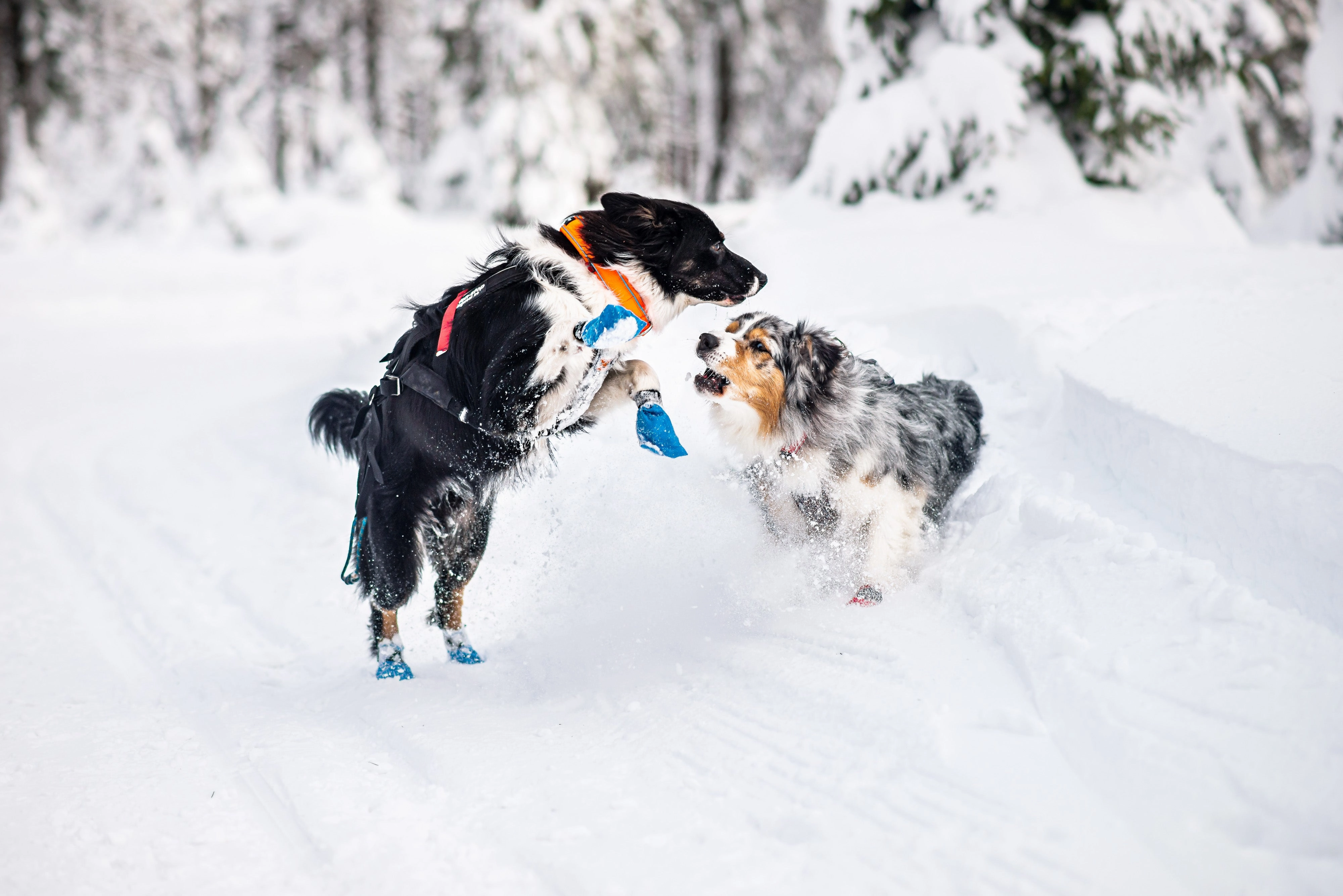 Non-Stop Dog Wear: Safe Collar