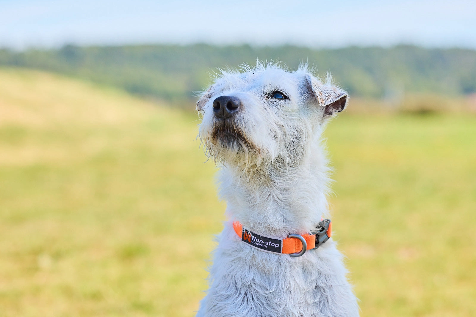 Non-Stop Dog Wear: Tumble collar