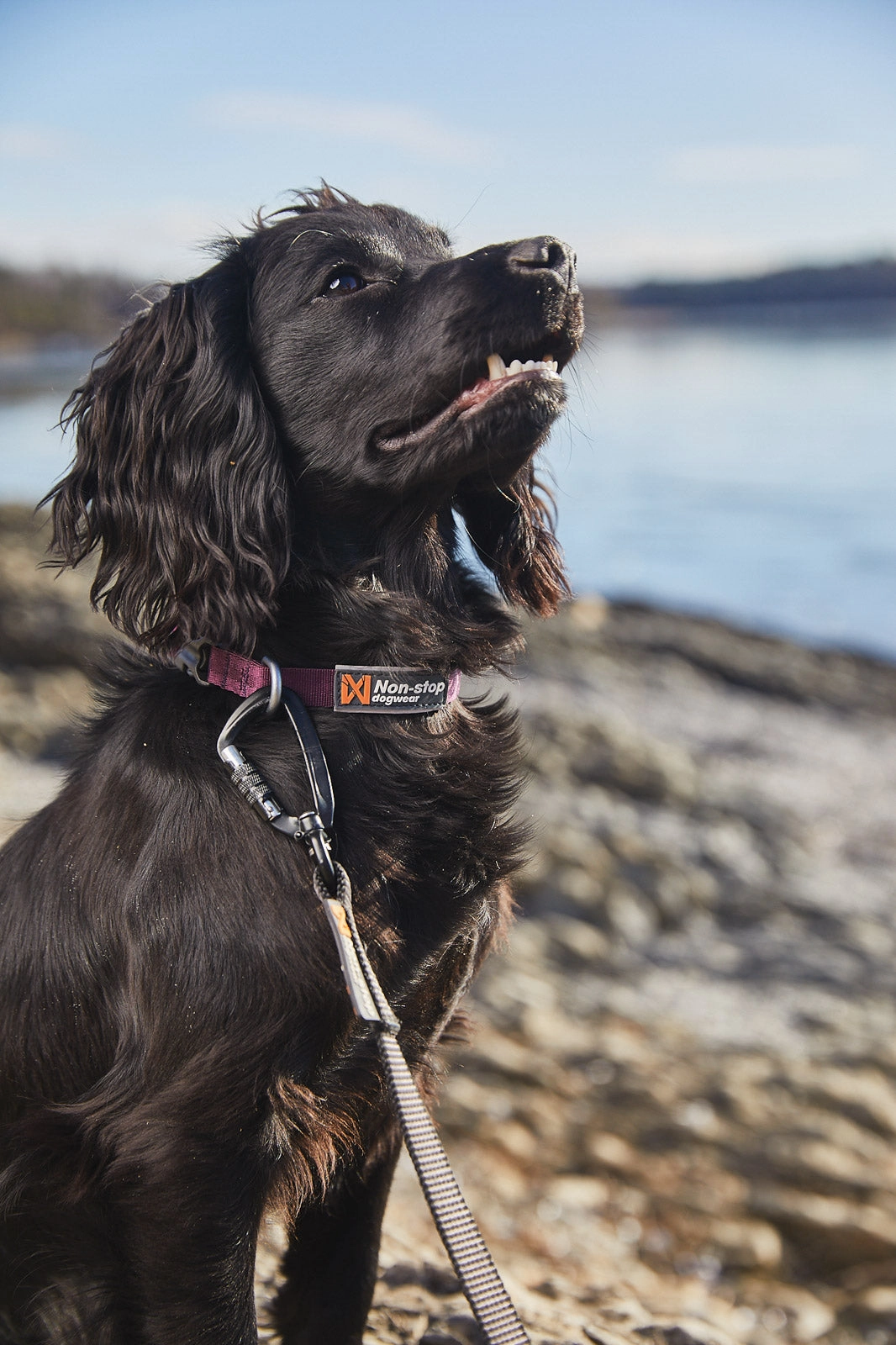 Non-Stop Dog Wear: Tumble collar