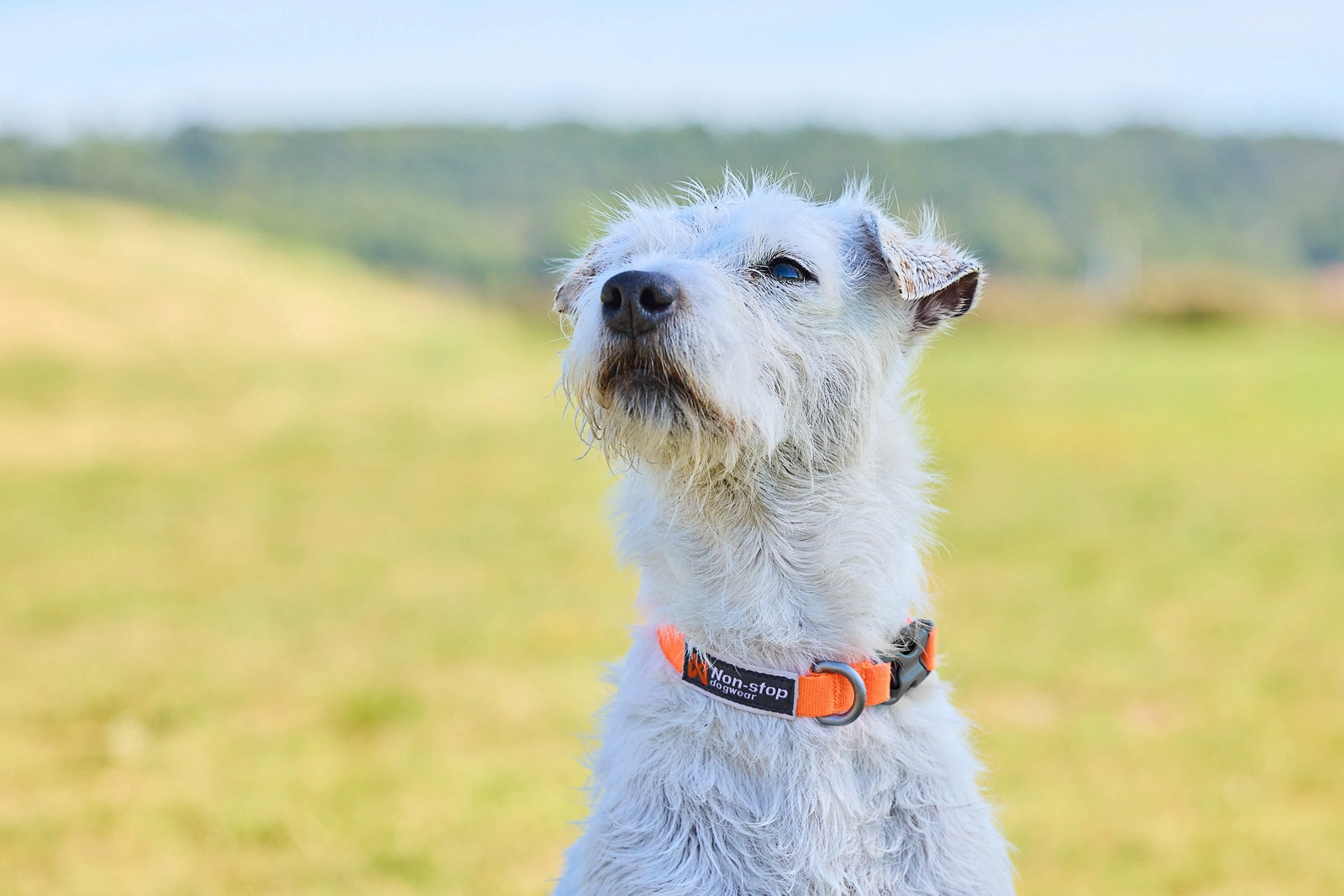 Non-Stop Dog Wear: Tumble collar