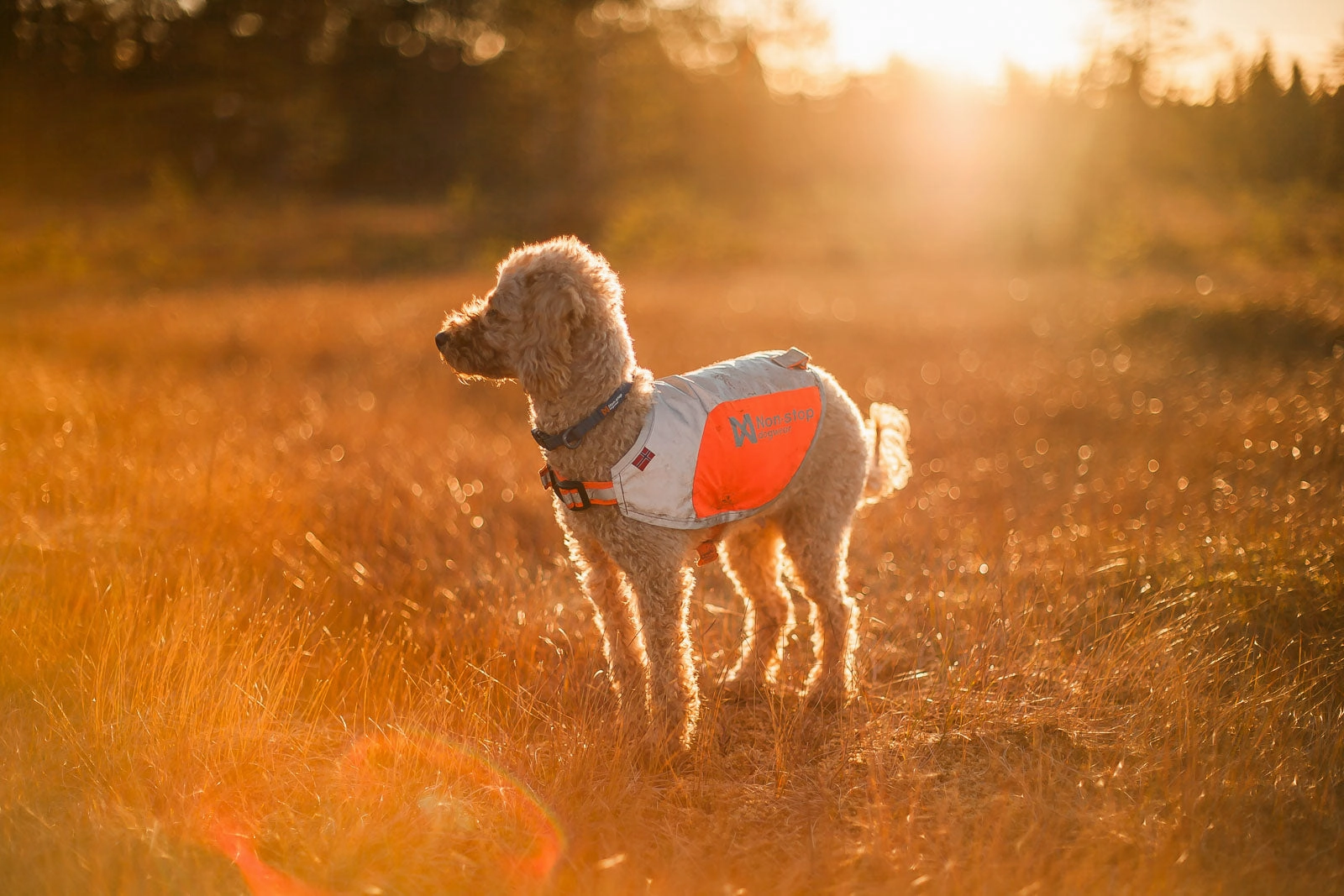 Non-Stop Dog Wear: Tumble collar
