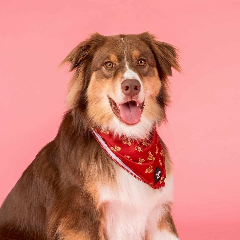 Pablo & Co Henry Bear Dog Bandana