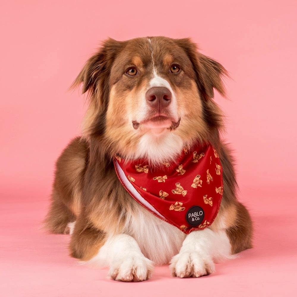 Pablo & Co Henry Bear Dog Bandana