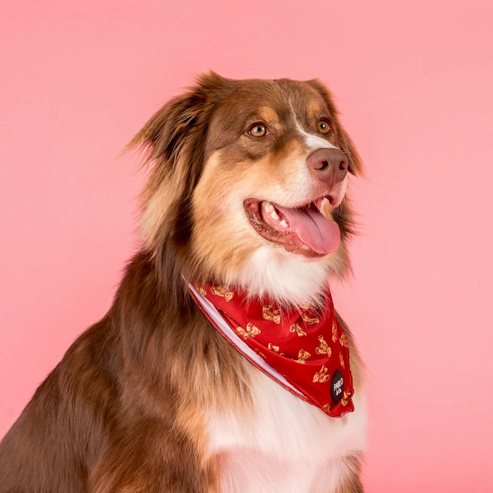 Pablo & Co Henry Bear Dog Bandana