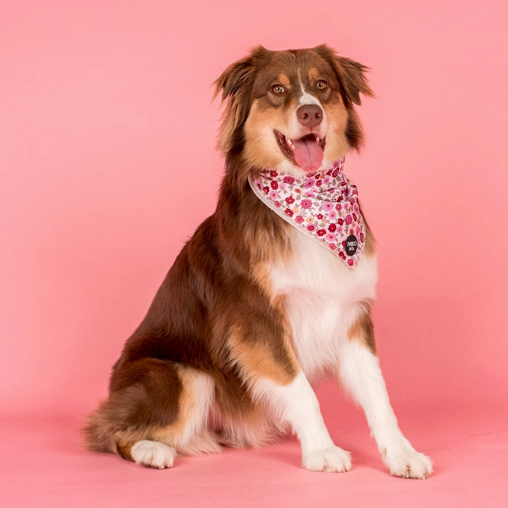 Pablo & Co Primrose Dog Bandana