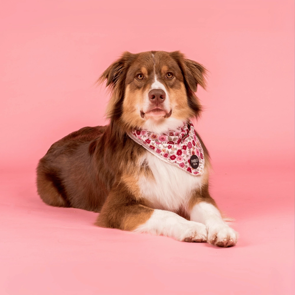 Pablo & Co Primrose Dog Bandana