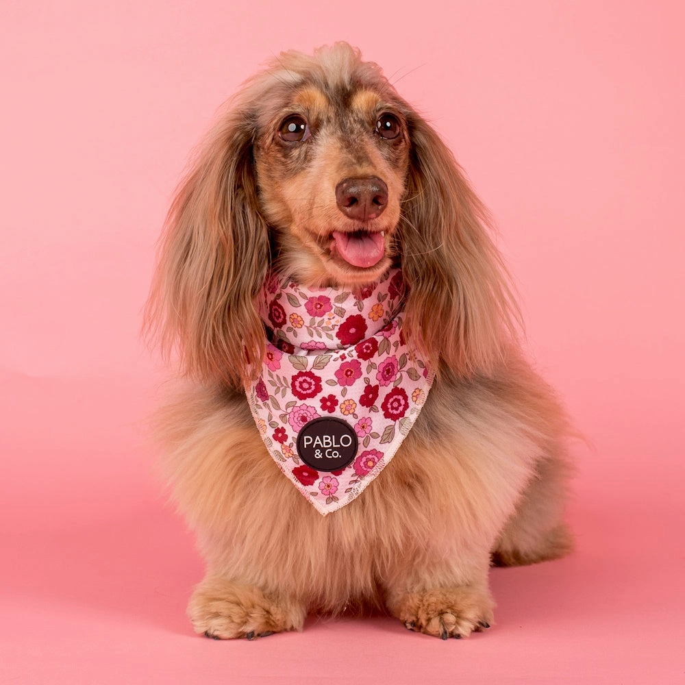 Pablo & Co Primrose Dog Bandana