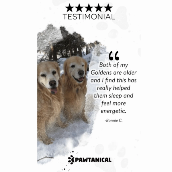 Pawtanical PawDaily Full Spectrum Health Oil For Pets