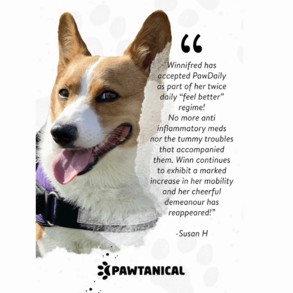 Pawtanical PawDaily Full Spectrum Health Oil For Pets