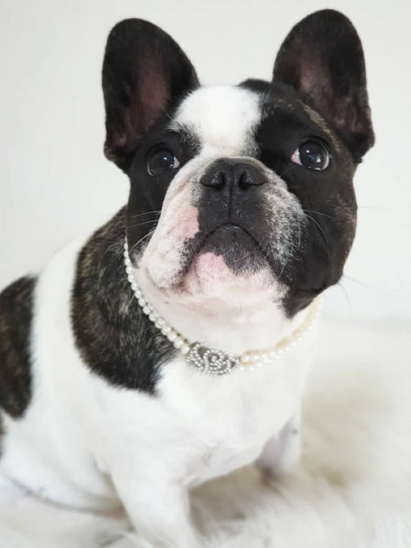 Pearl & Rose Diamante Dog Necklace