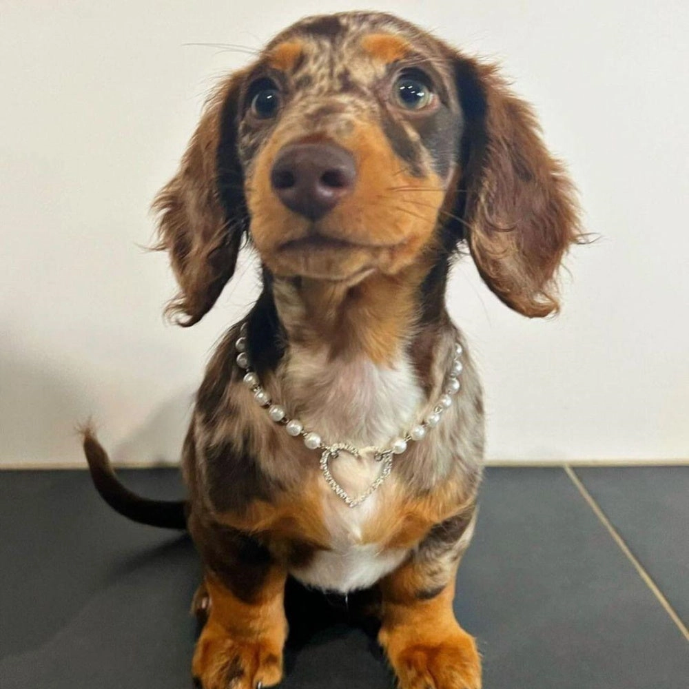 Pearl Diamante Heart Dog Necklace