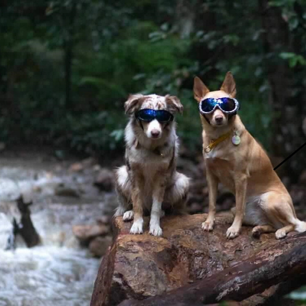 Razor Dog Goggles