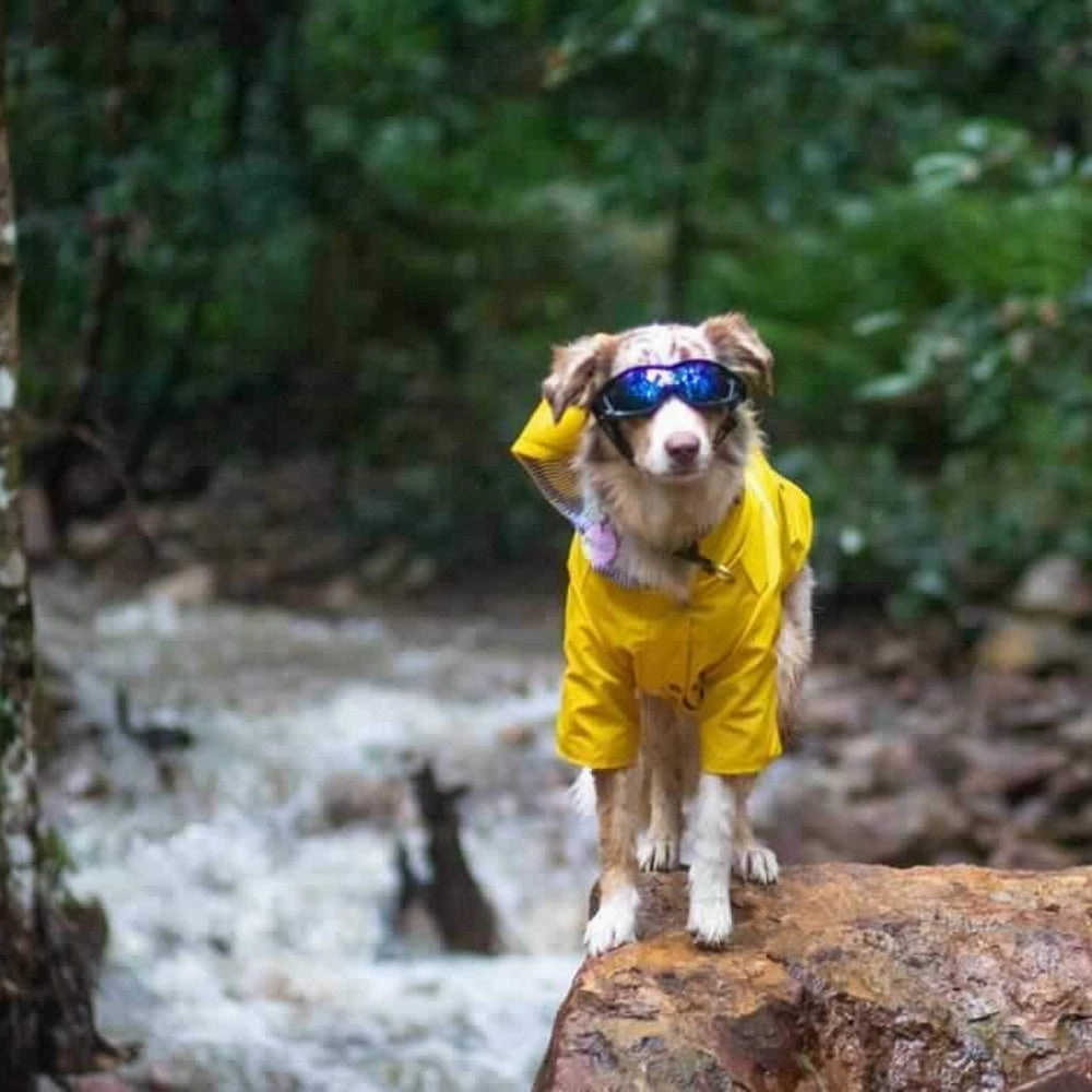 Razor Dog Goggles