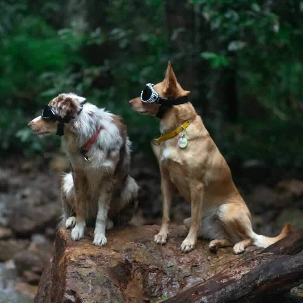 Razor Dog Goggles