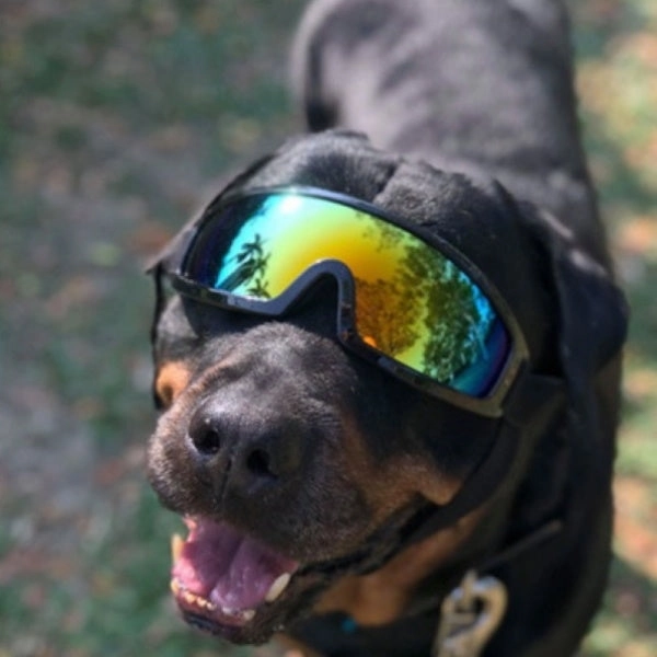 Rebel Dog Goggles