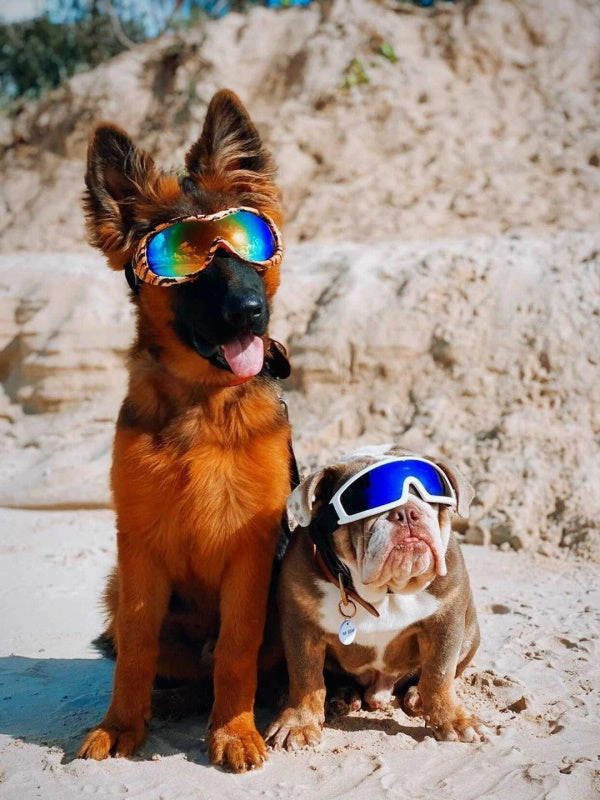 Rebel Dog Goggles