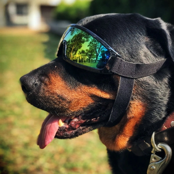 Rebel Dog Goggles