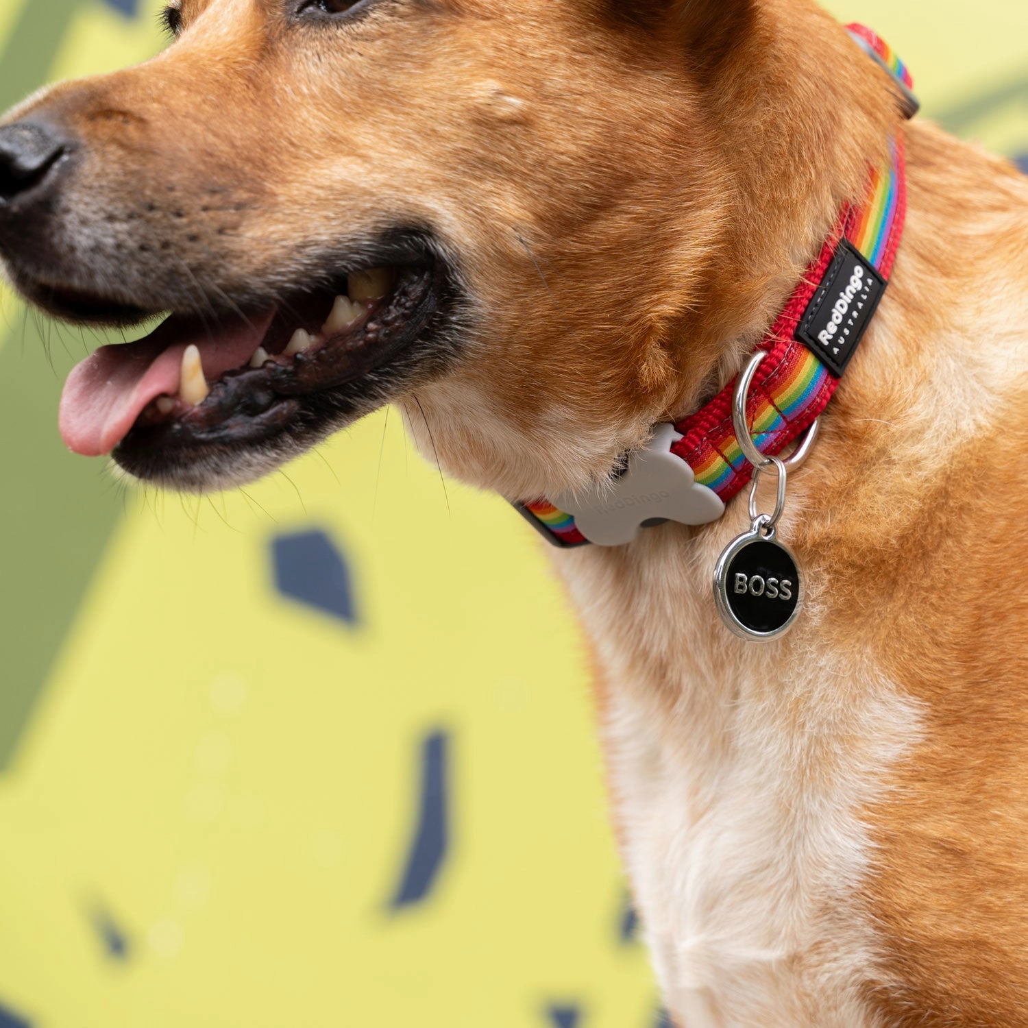 Red Dingo Boss Pet ID Dog Tags