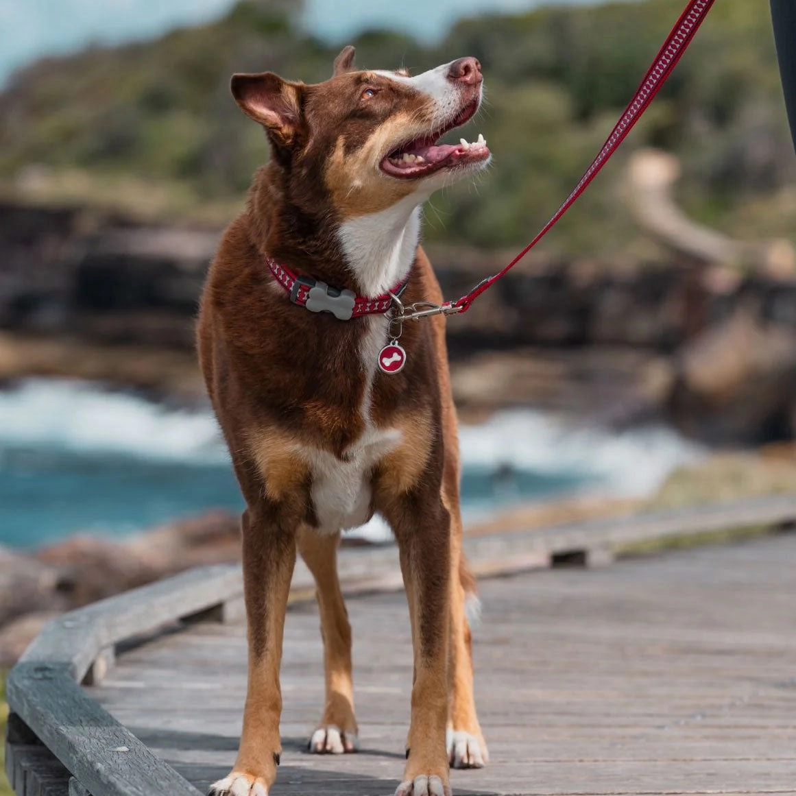 Red Dingo Diagonal Bone Pet ID Dog Tags