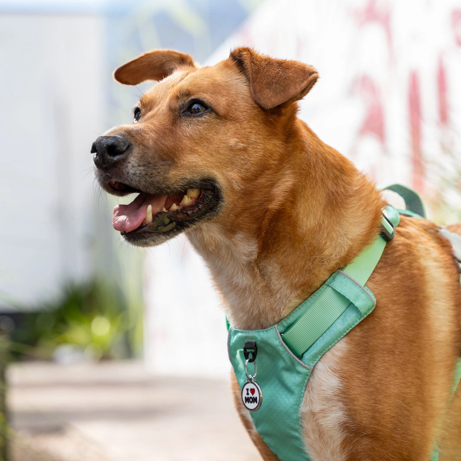 Red Dingo I Love Mom Pet ID Tag
