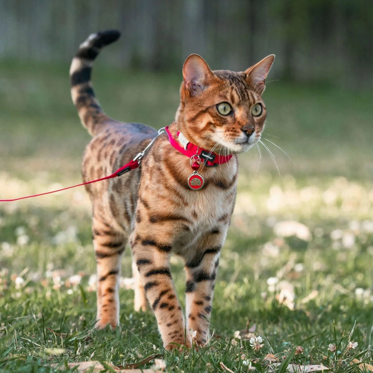 Red Dingo Kitten Pet ID Cat Tags