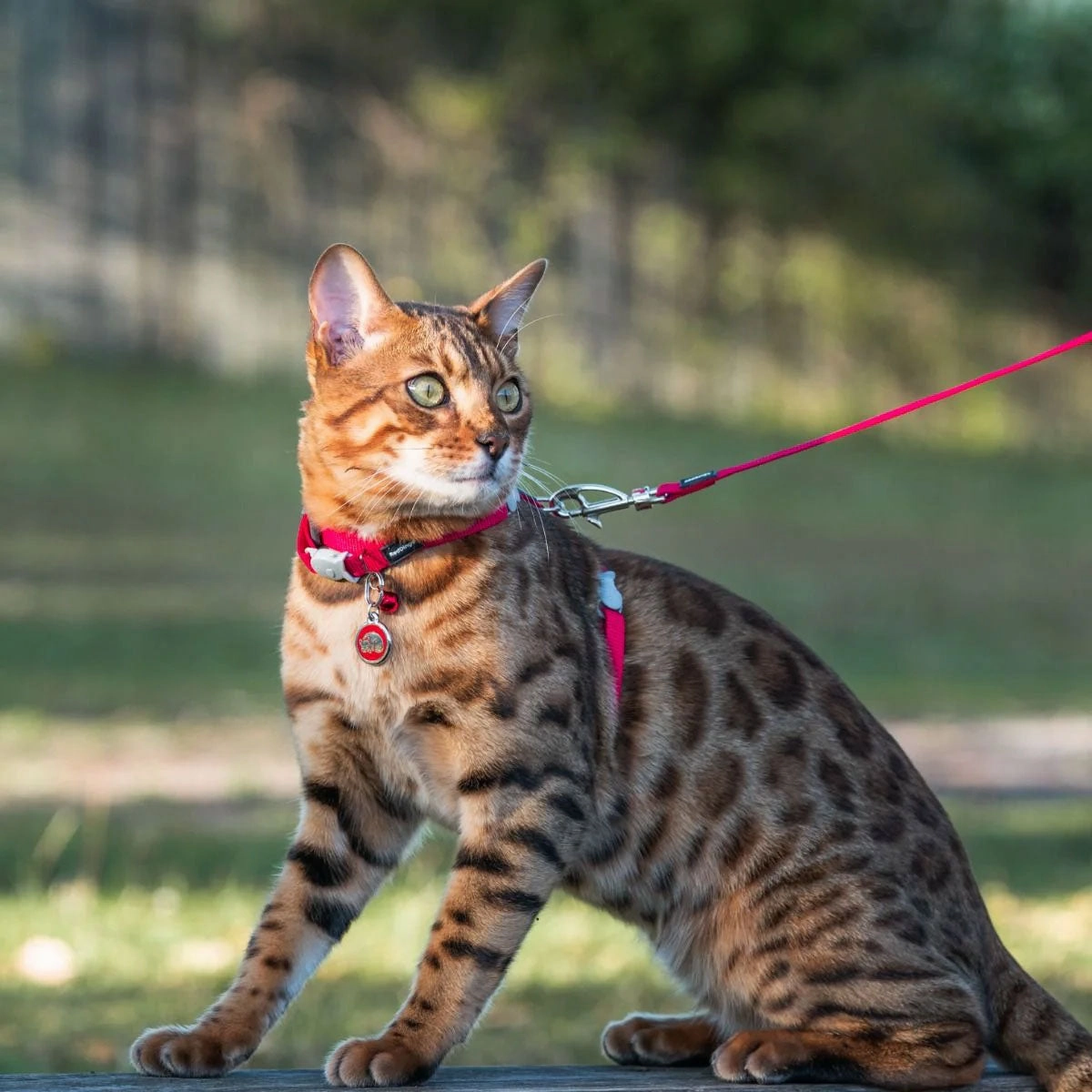 Red Dingo Kitten Pet ID Cat Tags