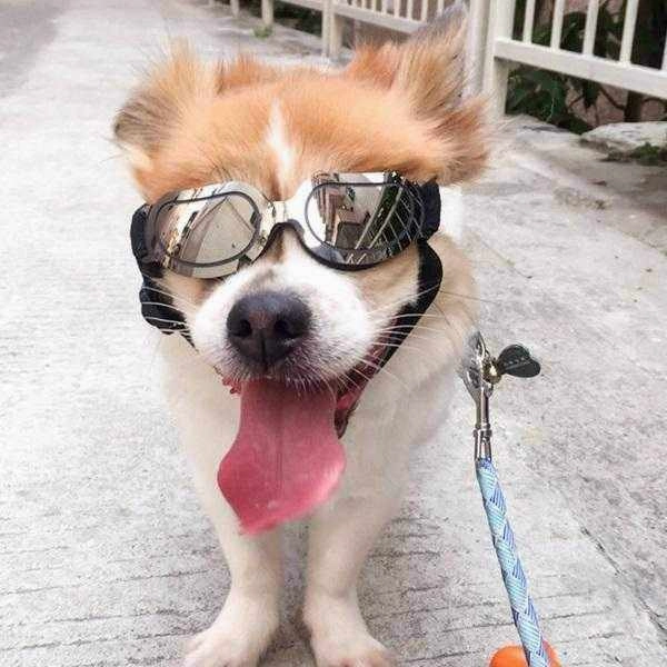 Reflective Dog Goggles