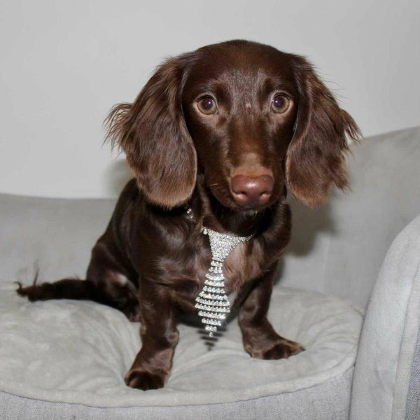 Rhinestone Tie Dog Necklace