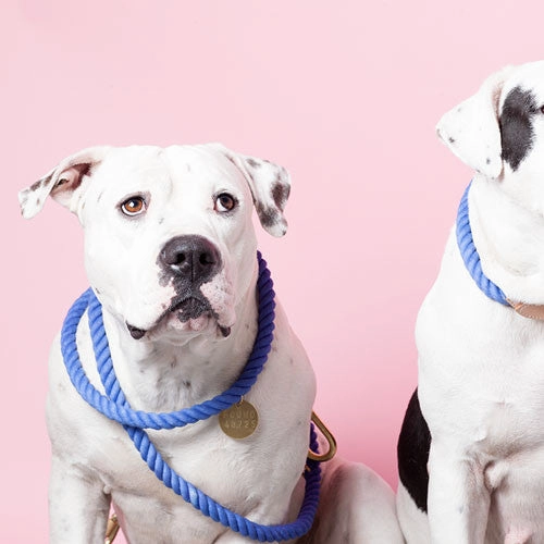 Rope and Leather Collar, Periwinkle