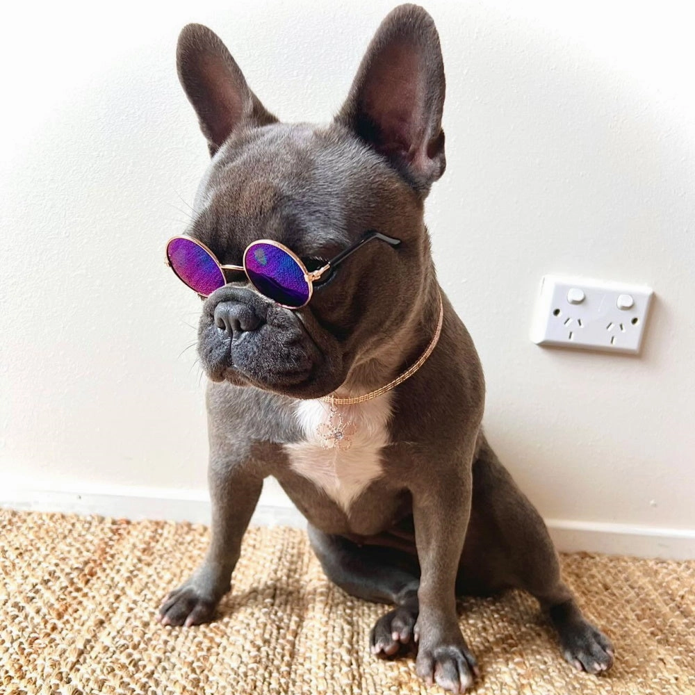 Round Fashion Dog Sunglasses