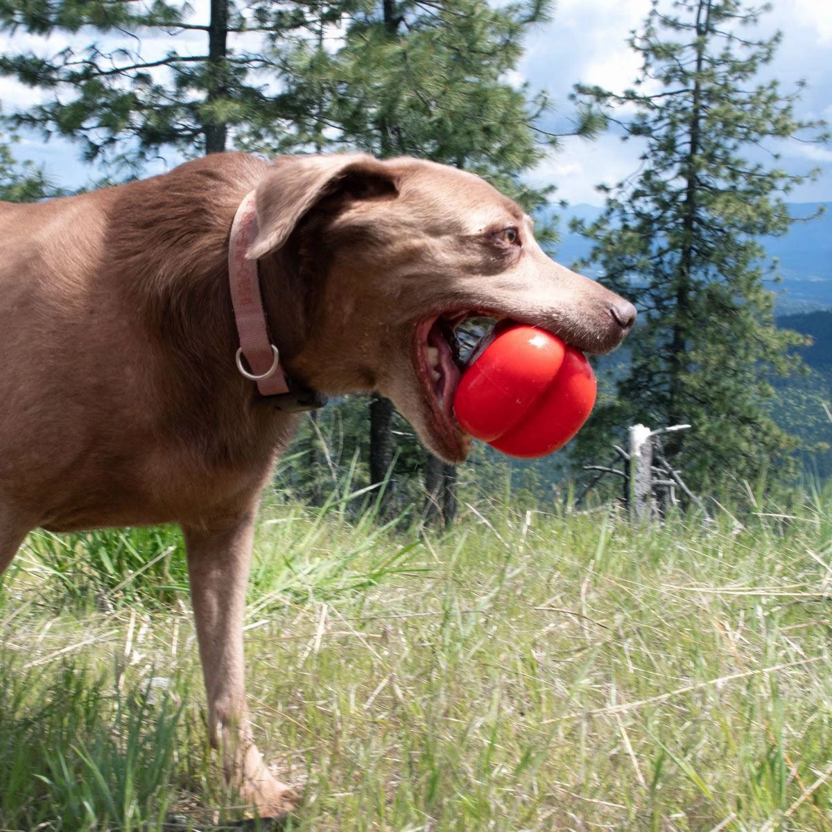 Ruff Dawg Hart