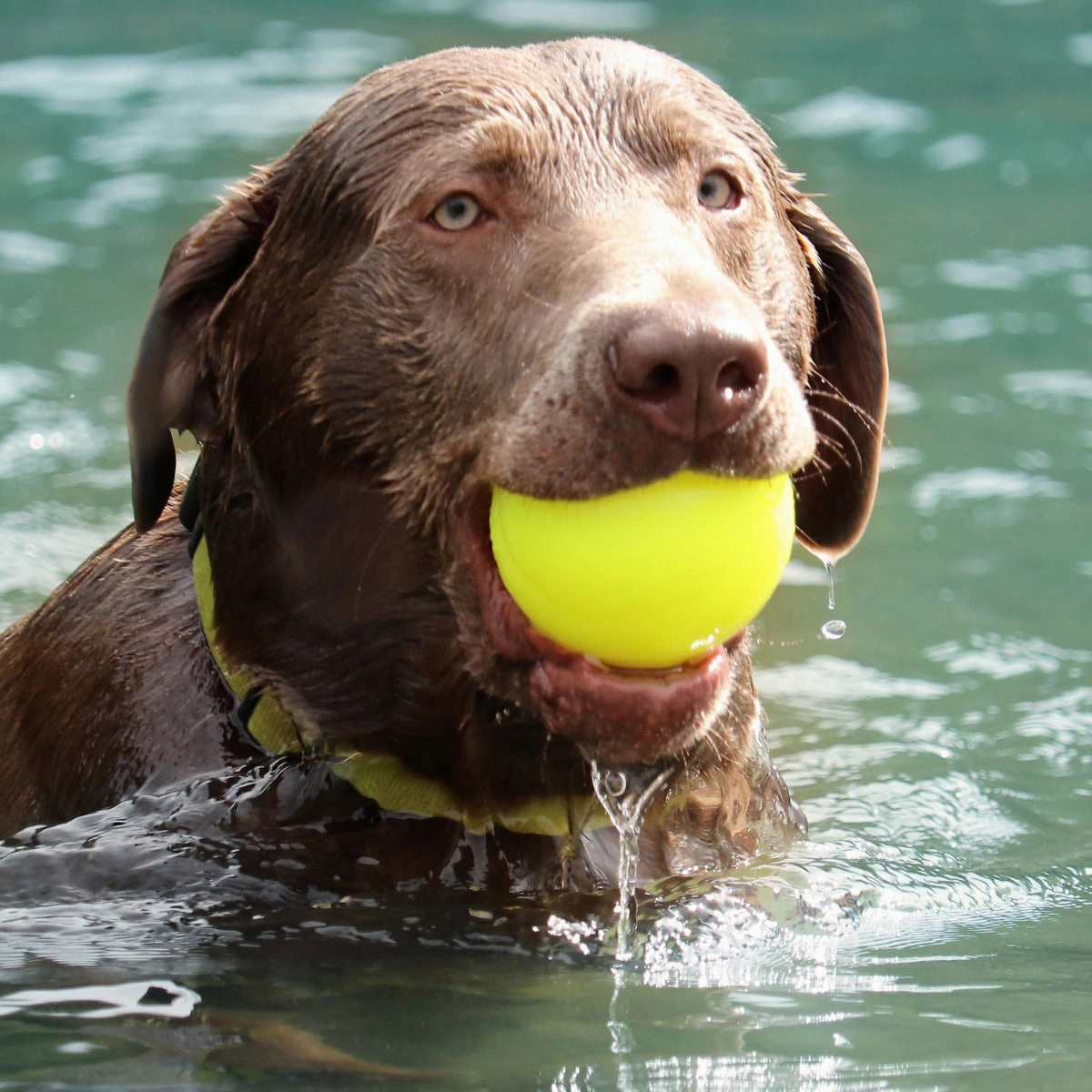 Ruff Dawg Rough Ball