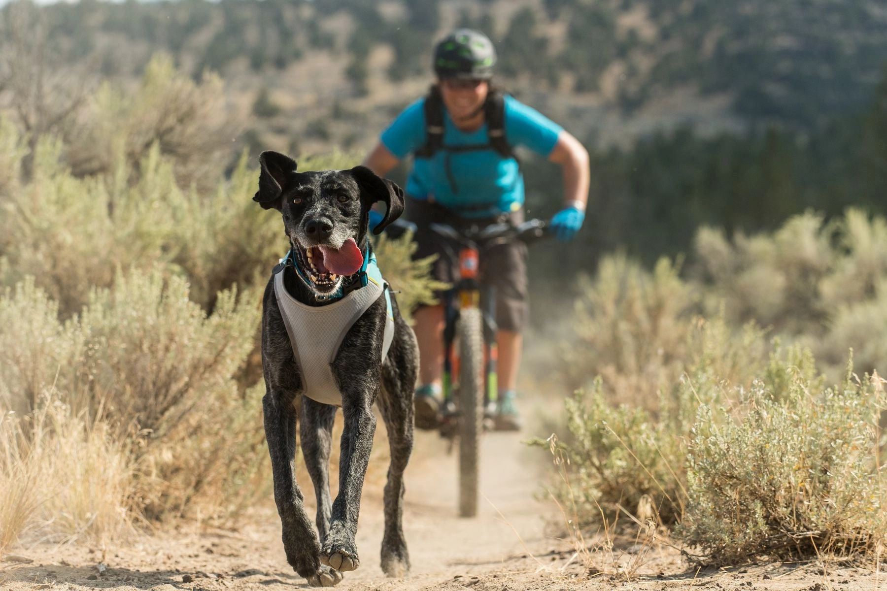Ruffwear Dog Cooling Vest: Jetstream