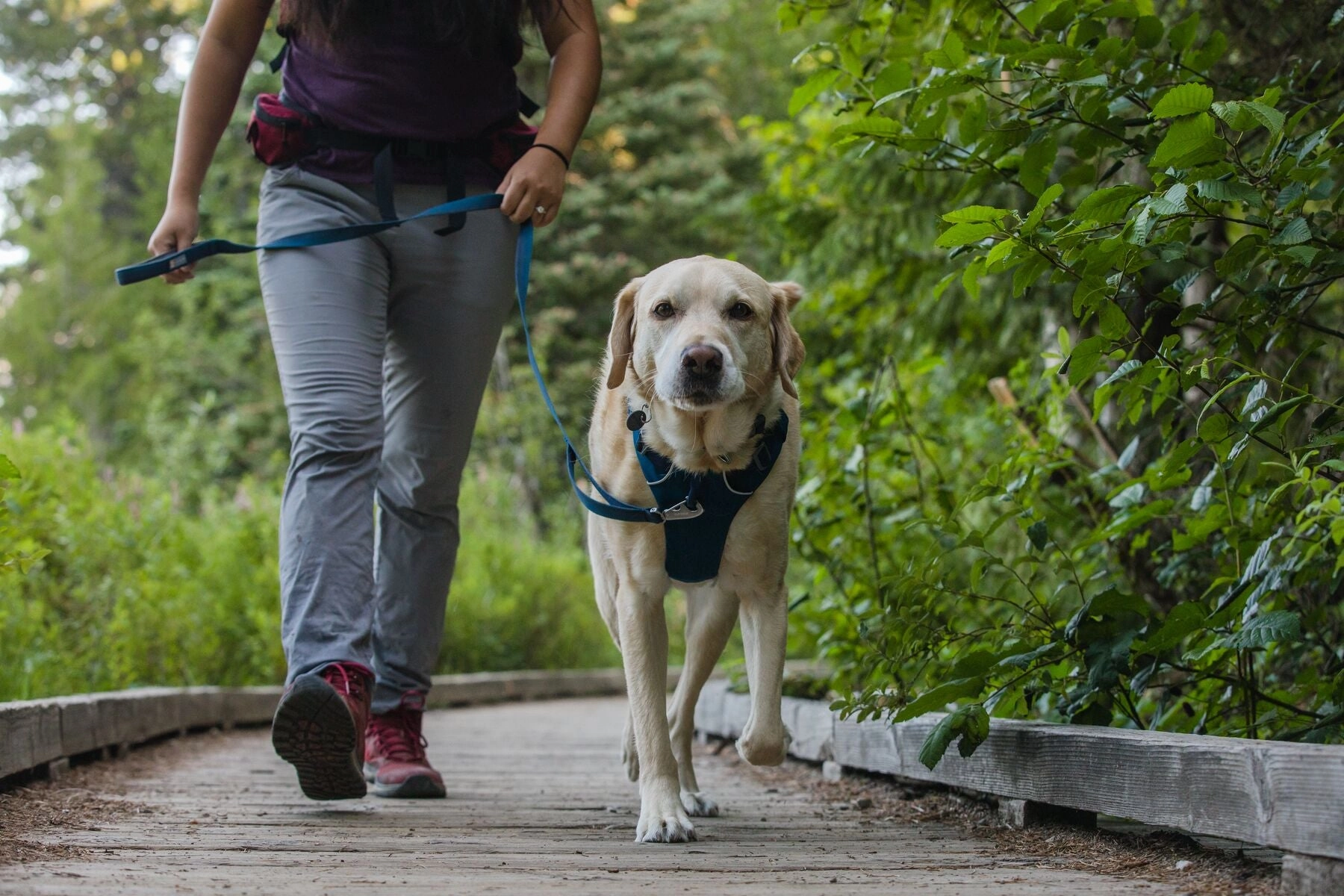 Ruffwear Dog Harness No-Pull: Front Range