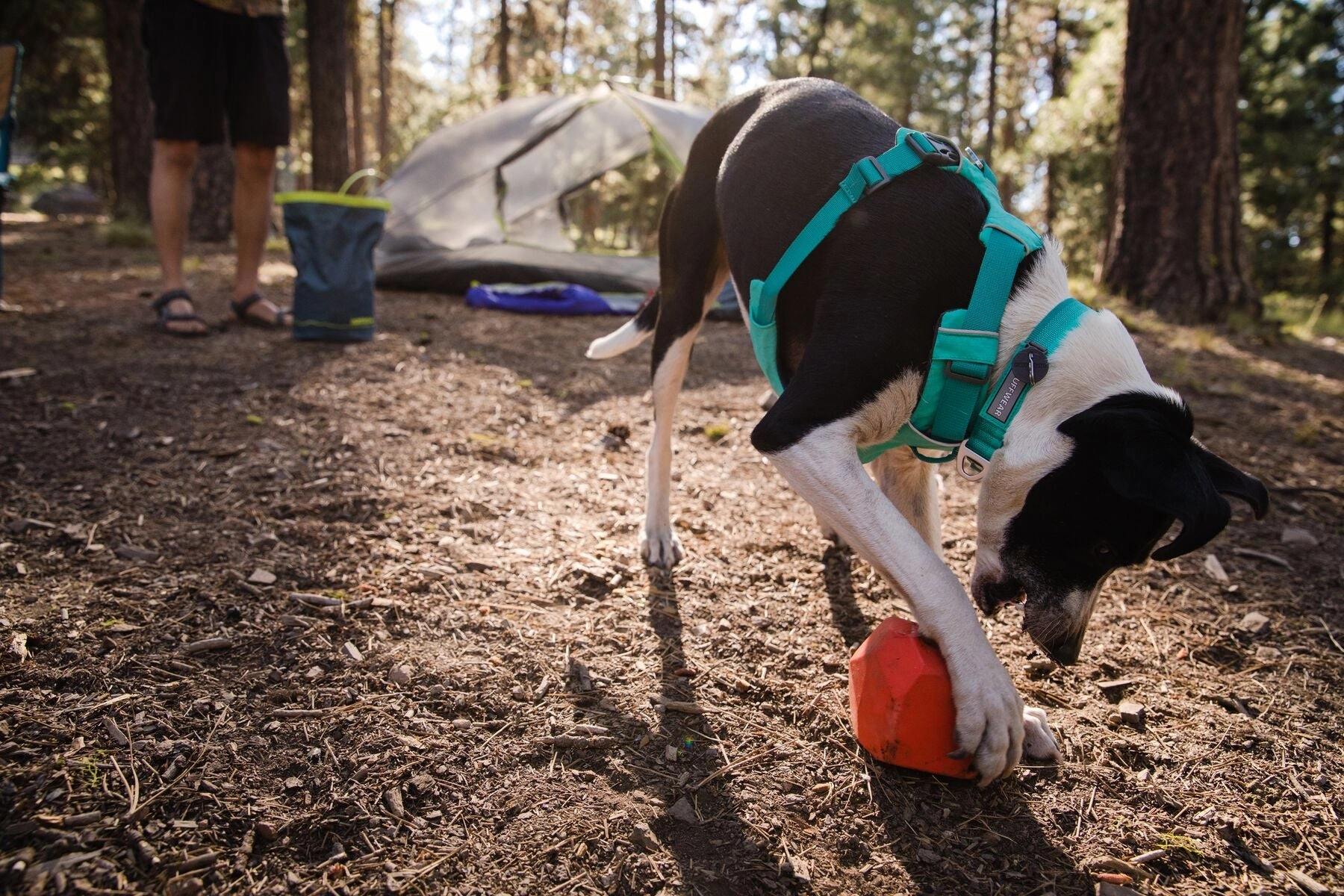 Ruffwear Dog Harness No-Pull: Front Range