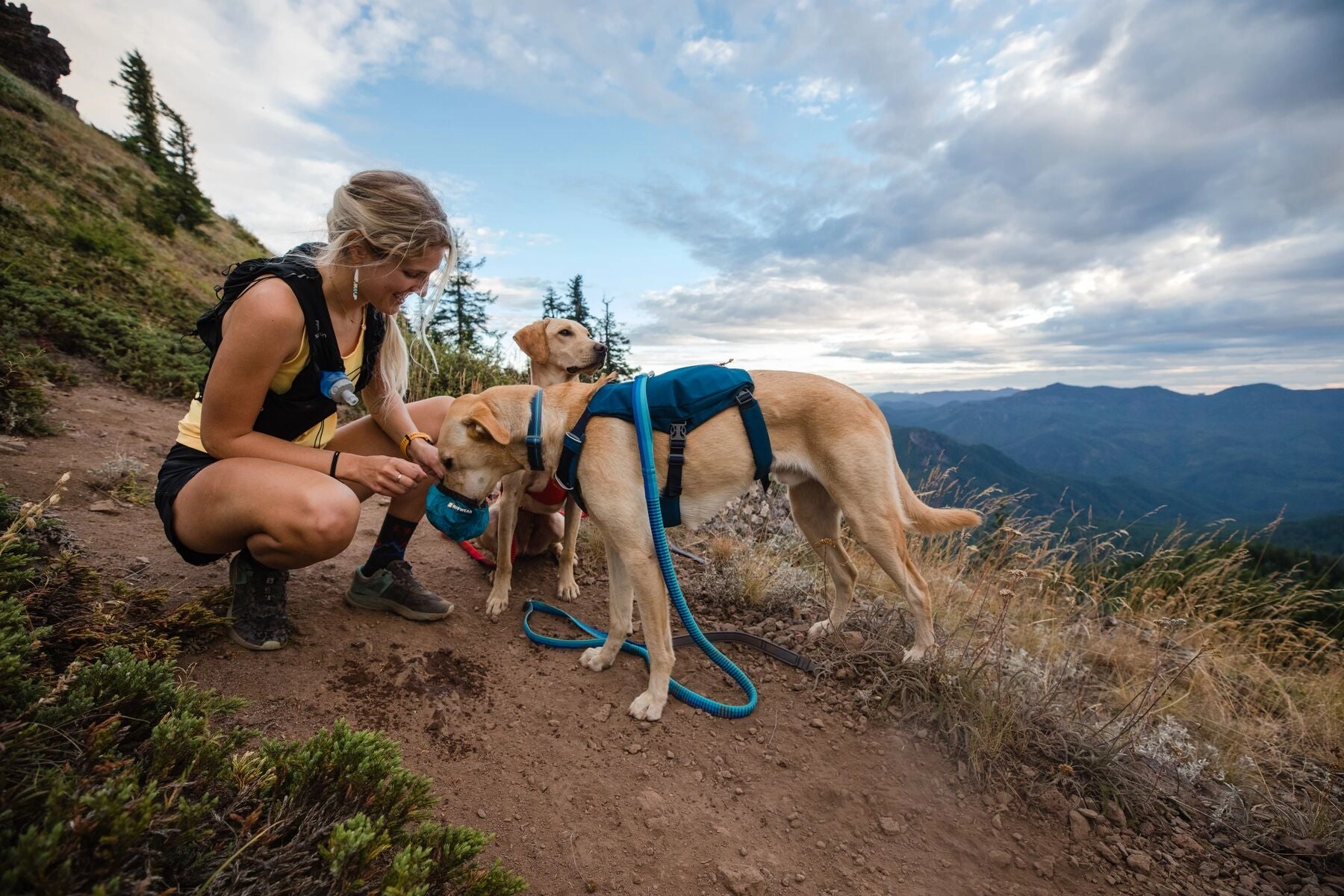 Ruffwear Dog Harness: Switchbak