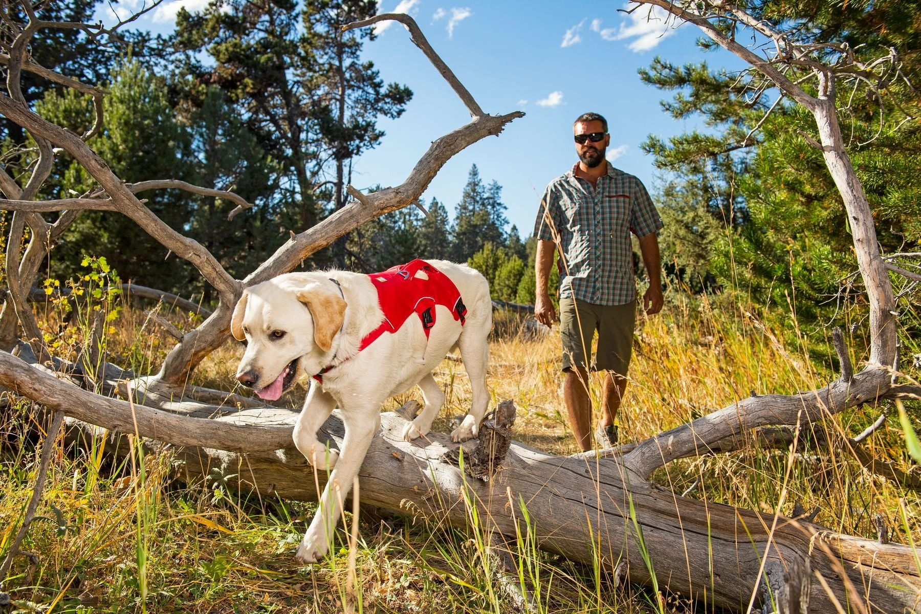 Ruffwear Dog Harness: Web Master